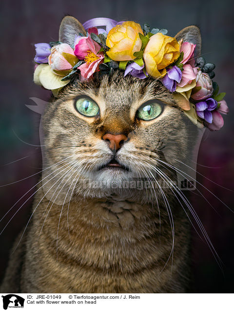 Katze mit Blumenkranz auf dem Kopf / Cat with flower wreath on head / JRE-01049