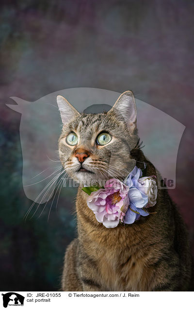 Katze Portrait / cat portrait / JRE-01055