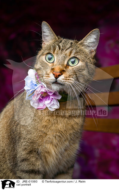Katze Portrait / cat portrait / JRE-01060