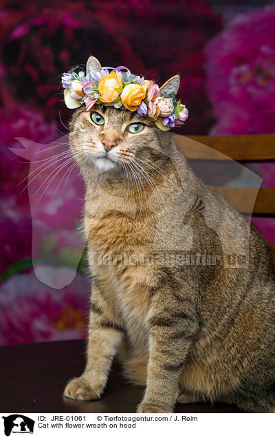 Katze mit Blumenkranz auf dem Kopf / Cat with flower wreath on head / JRE-01061