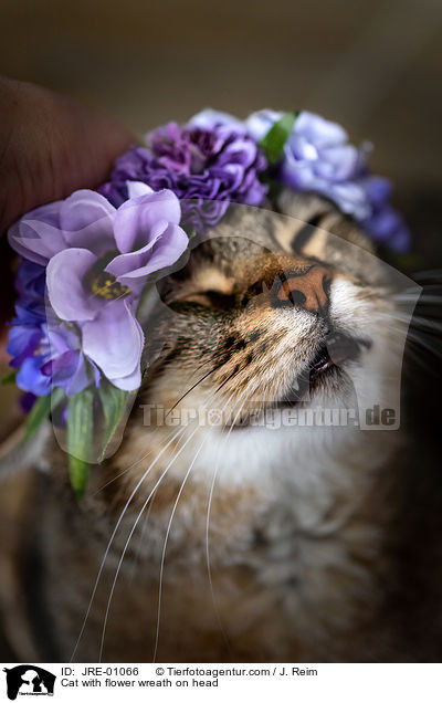 Katze mit Blumenkranz auf dem Kopf / Cat with flower wreath on head / JRE-01066