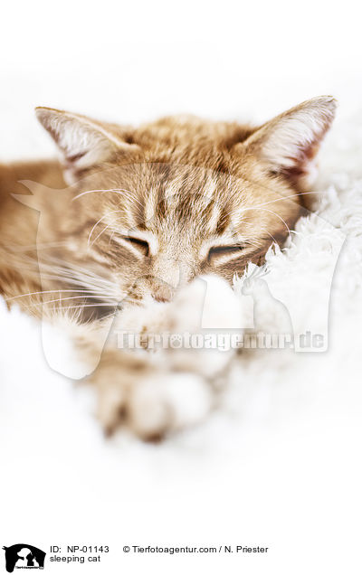 schlafende Katze / sleeping cat / NP-01143