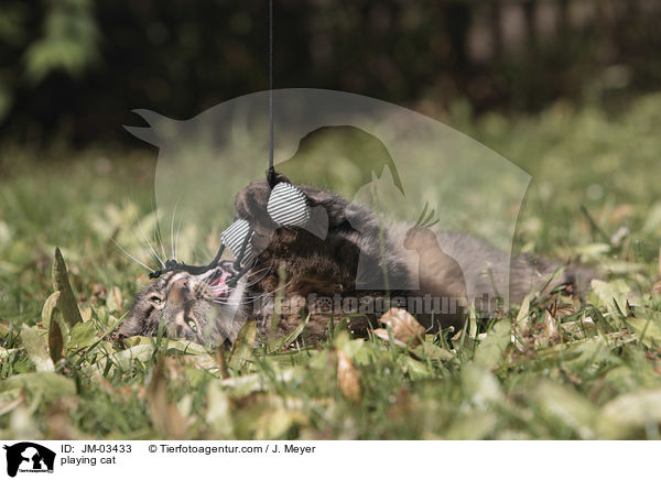 spielende Katze / playing cat / JM-03433