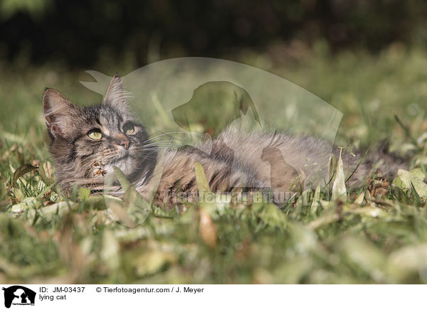 liegende Katze / lying cat / JM-03437