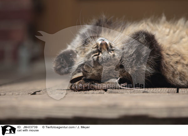 Katze mit Maus / cat with mouse / JM-03739