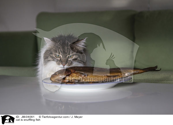 cat is snuffling fish / JM-04061