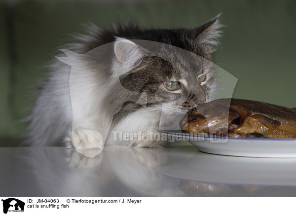 cat is snuffling fish / JM-04063