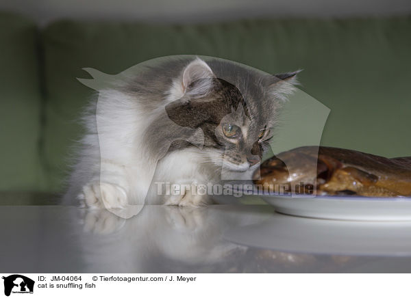 cat is snuffling fish / JM-04064