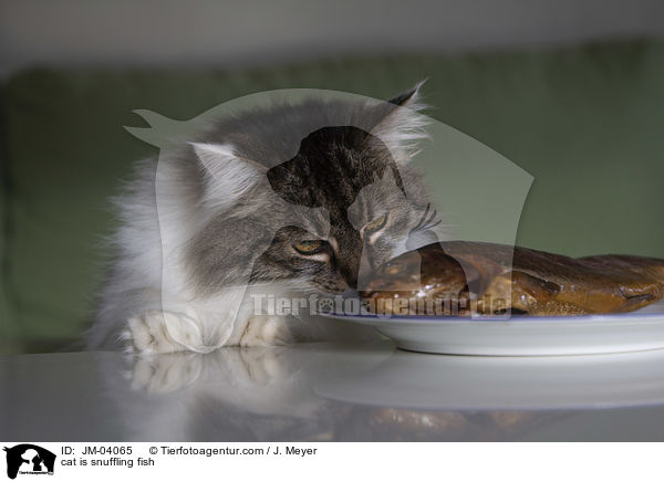 Katze schnuppert an Fisch / cat is snuffling fish / JM-04065