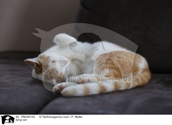 liegende Katze / lying cat / PM-08102