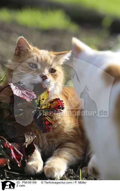 2 Katzen / 2 cats / PM-08199