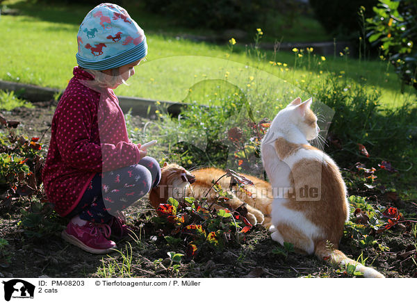 2 Katzen / 2 cats / PM-08203