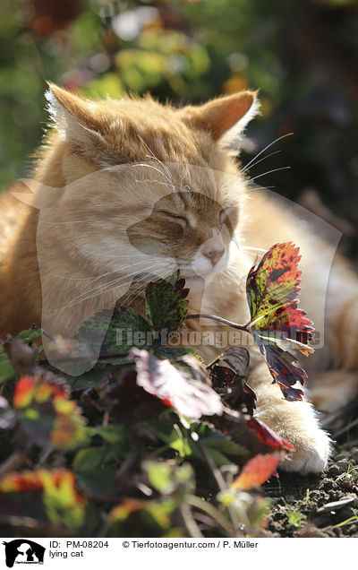 liegende Katze / lying cat / PM-08204