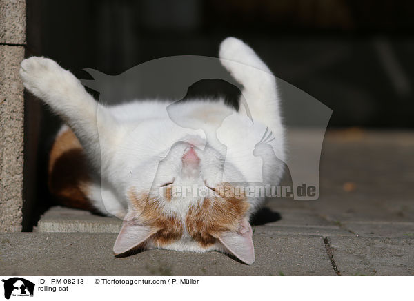 Katze wlzt sich / rolling cat / PM-08213