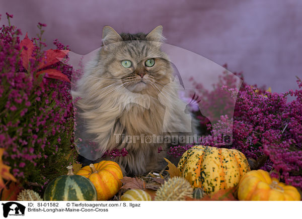 Britisch-Langhaar-Maine-Coon-Mix / British-Longhair-Maine-Coon-Cross / SI-01582