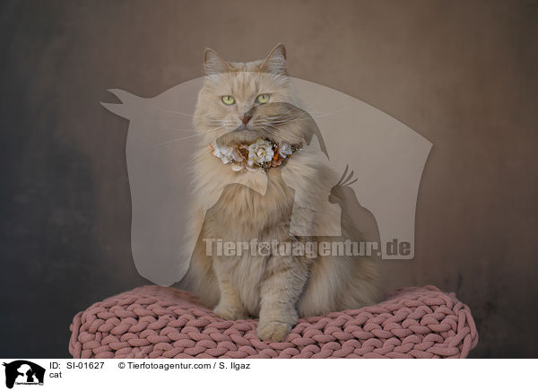 Katze / cat / SI-01627