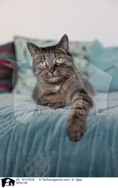 liegende Hauskatze / lying cat / SI-01639