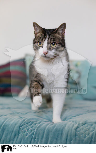 Hauskatze / cat / SI-01641