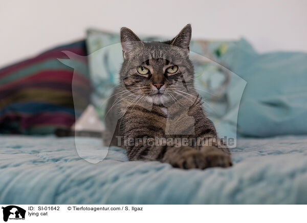 liegende Hauskatze / lying cat / SI-01642