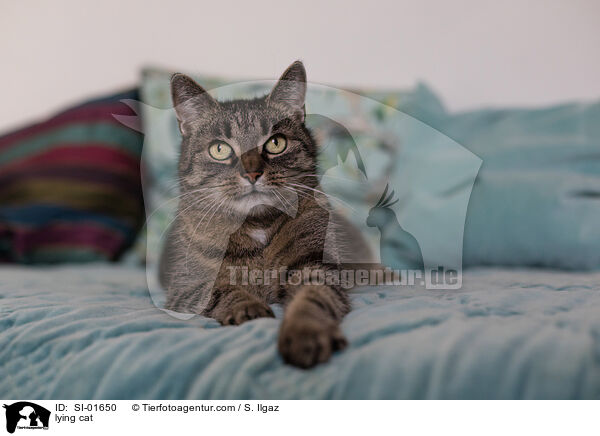liegende Hauskatze / lying cat / SI-01650