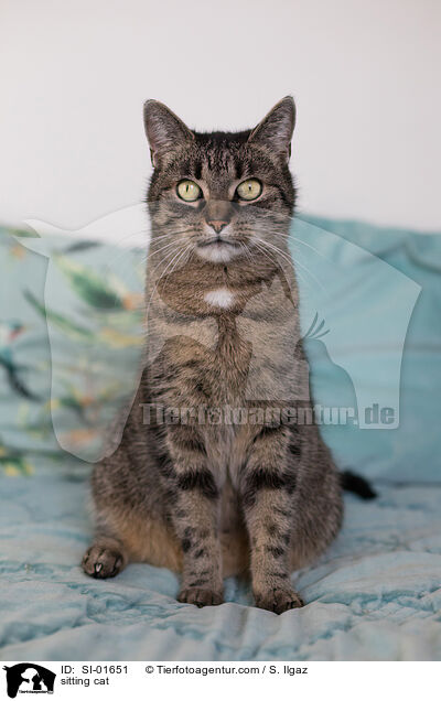 sitzende Hauskatze / sitting cat / SI-01651