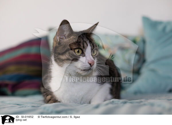 liegende Hauskatze / lying cat / SI-01652