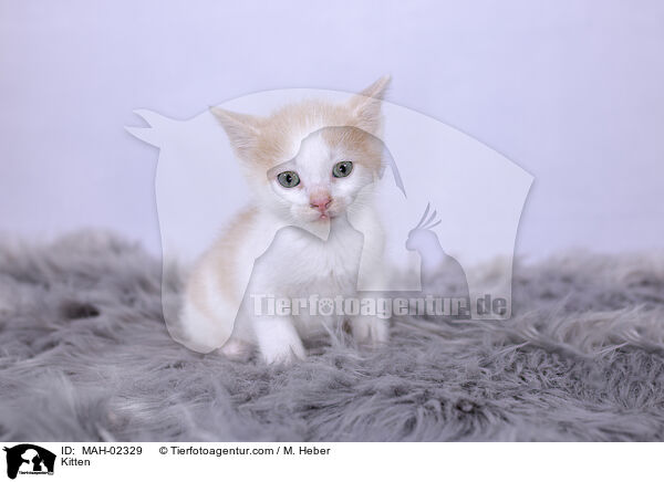 Ktzchen / Kitten / MAH-02329