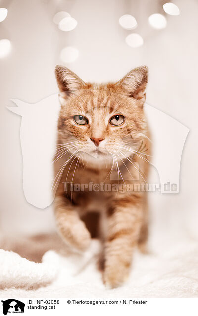 stehende Hauskatze / standing cat / NP-02058
