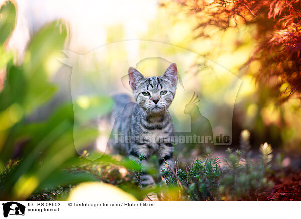 junger Kater / young tomcat / BS-08603