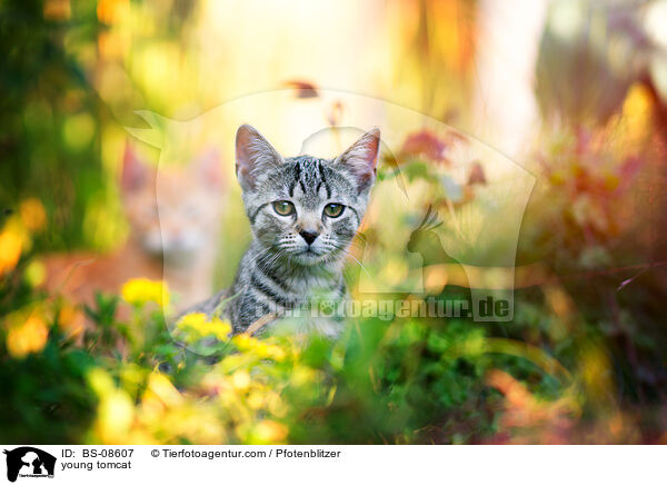 junger Kater / young tomcat / BS-08607