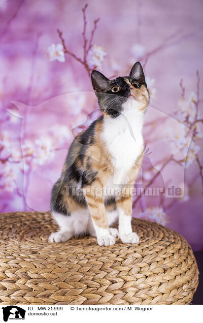 Hauskatze / domestic cat / MW-25999