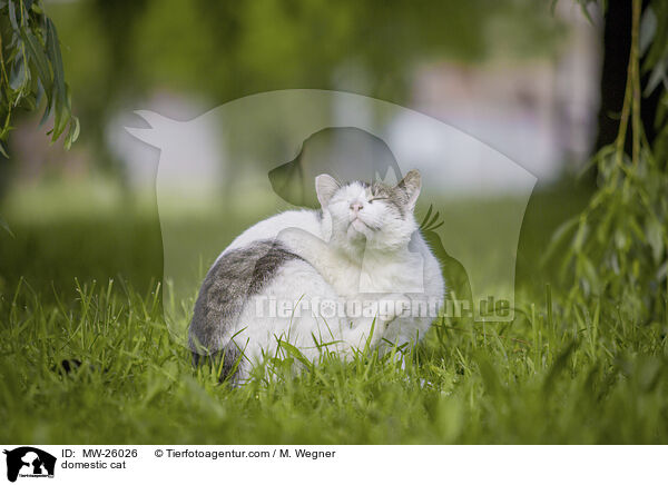 Hauskatze / domestic cat / MW-26026