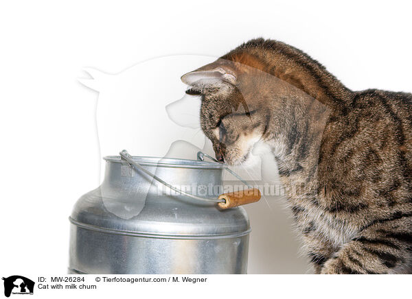 Katze mit Milchkanne / Cat with milk churn / MW-26284
