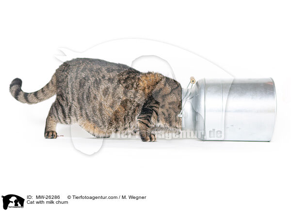Katze mit Milchkanne / Cat with milk churn / MW-26286