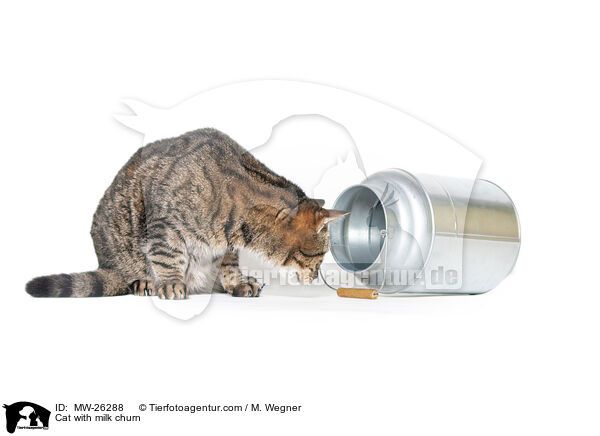 Katze mit Milchkanne / Cat with milk churn / MW-26288