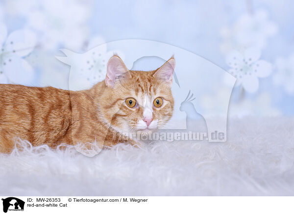 rot-weie Katze / red-and-white Cat / MW-26353