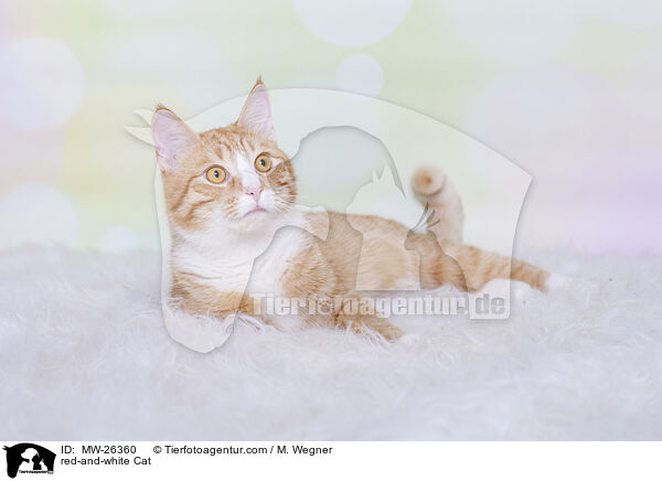 rot-weie Katze / red-and-white Cat / MW-26360