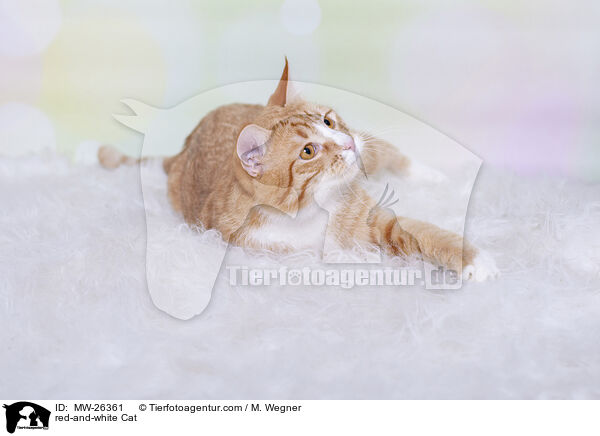 rot-weie Katze / red-and-white Cat / MW-26361