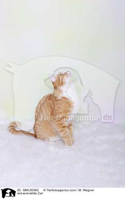 rot-weie Katze / red-and-white Cat / MW-26362