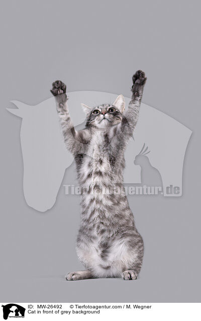Cat in front of grey background / MW-26492