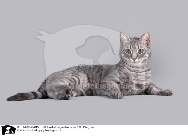 Cat in front of grey background / MW-26495
