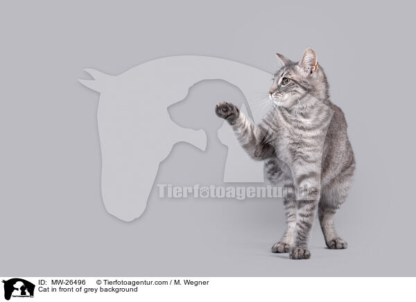 Katze vor grauem Hintergrund / Cat in front of grey background / MW-26496