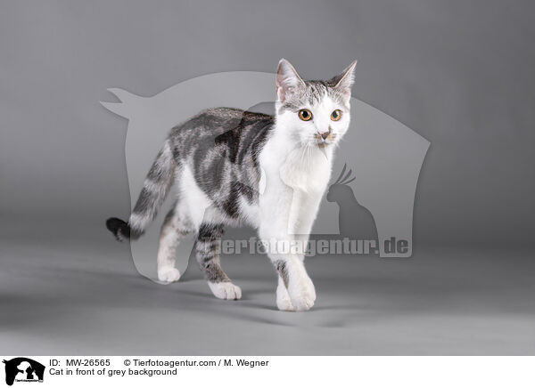 Cat in front of grey background / MW-26565