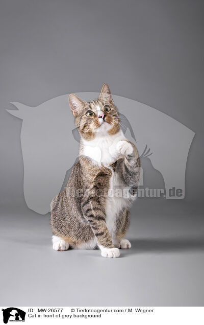 Katze vor grauem Hintergrund / Cat in front of grey background / MW-26577