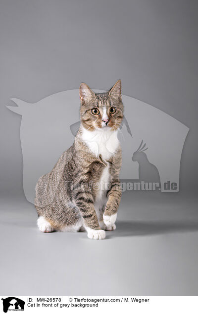 Katze vor grauem Hintergrund / Cat in front of grey background / MW-26578