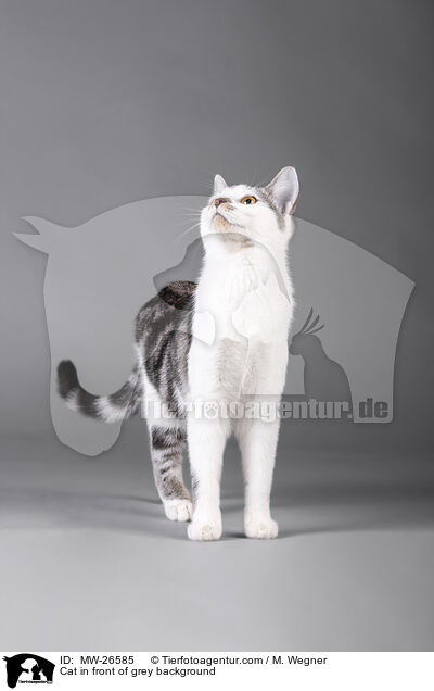 Katze vor grauem Hintergrund / Cat in front of grey background / MW-26585