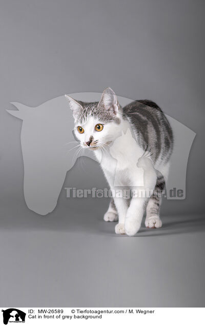 Katze vor grauem Hintergrund / Cat in front of grey background / MW-26589