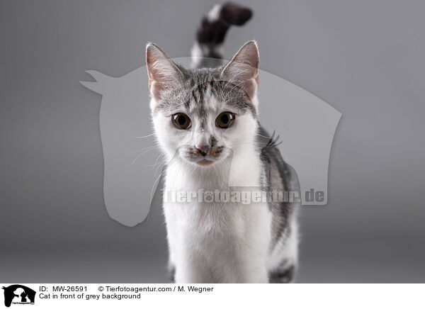 Katze vor grauem Hintergrund / Cat in front of grey background / MW-26591