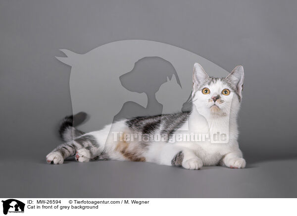 Katze vor grauem Hintergrund / Cat in front of grey background / MW-26594