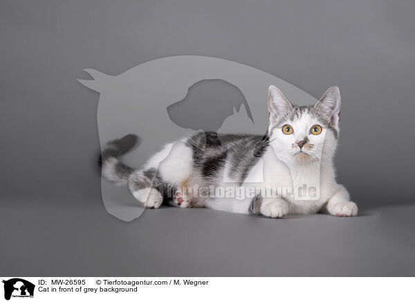 Katze vor grauem Hintergrund / Cat in front of grey background / MW-26595